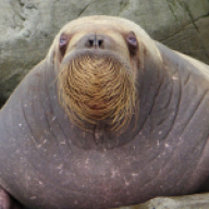 Hrdlifil