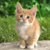 Scratchcat520