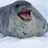 Pygmy_Hippo_2