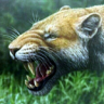Mulgara