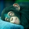 MonkeyOfLife