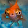 Fikou95