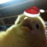 Yeeaboo