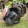 CrimsonTurkey