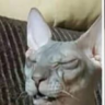 The_Legendary_Kurac