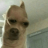 AntCanadaIsYourTrueGodNow