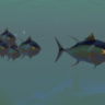 Fishyfishyfishy500
