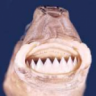 Jaggid