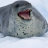 Pygmy_Hippo_2