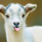 Pygmy_Goat