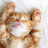 Tigerbunny1