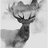 GaloreDeer051