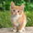 Scratchcat520