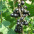Blackcurrant91